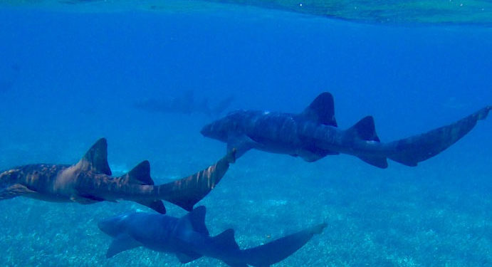 requins