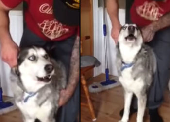 husky
