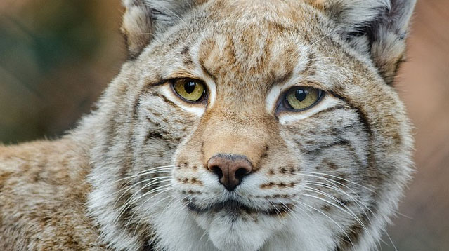 Lynx