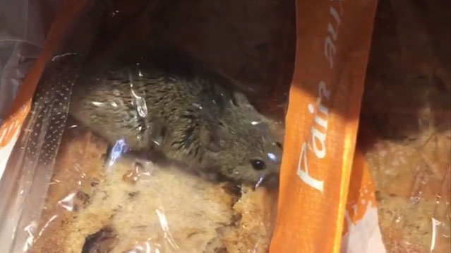 souris