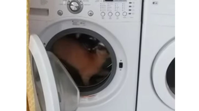 chat