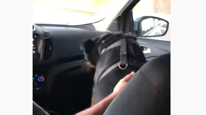 Ce chien baisse systématiquement la tête lorsqu&rsquo;il passe sous… un pont !