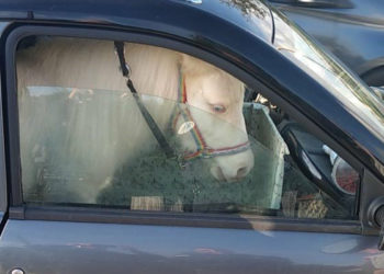 Poney