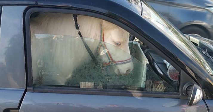 Poney