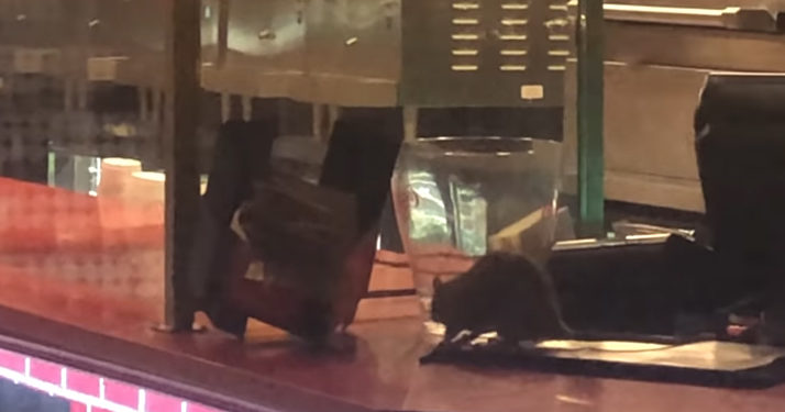 rats