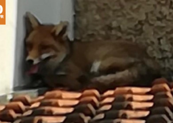 Val-de-Marne : Un renard trouve refuge dans plusieurs jardins à Chevilly-Larue