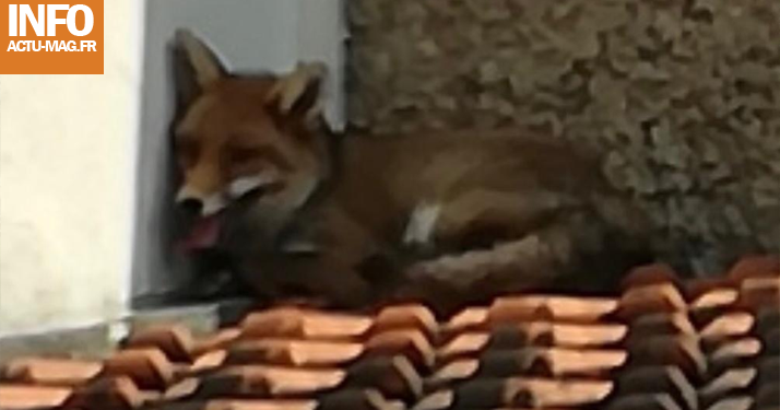 Val-de-Marne : Un renard trouve refuge dans plusieurs jardins à Chevilly-Larue