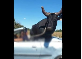 Insolite. (Vidéo) Un homme filmé en train de transporter un taureau à l&rsquo;arrière de sa Peugeot 206