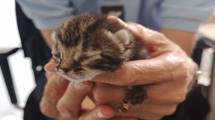 Essonne. La gendarmerie d’Évry pleure la disparition de son chaton qu&rsquo;elle avait recueilli