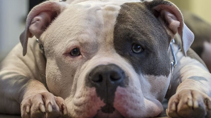 Bobigny : Placé en garde à vue après avoir tué son chien devant des passants