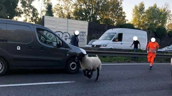 Seine-Saint-Denis : Un mouton aperçu sur l&rsquo;A3 à Bondy