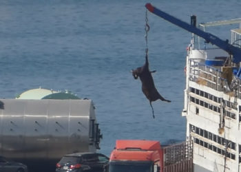 Export d&rsquo;animaux vivants : PETA alarme sur le mal-être qu&rsquo;endurent les vaches tuées pour le cuir