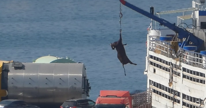 Export d’animaux vivants : PETA alarme sur le mal-être qu’endurent les vaches tuées pour le cuir