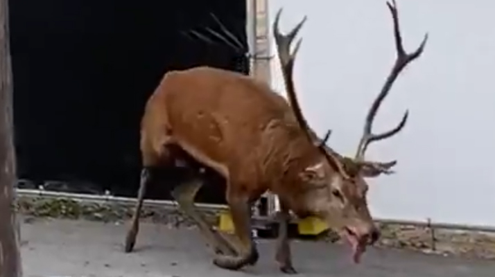 Compiègne : A bout de souffle, un cerf se réfugie dans le centre-ville pour échapper à une chasse à courre