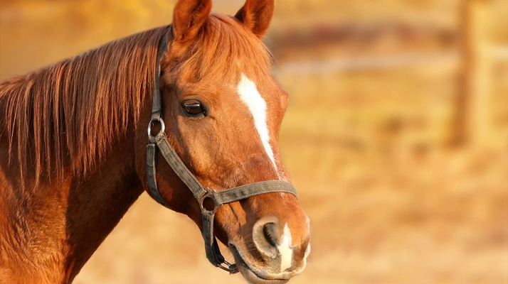 Chevaux mutilés : une nouvelle attaque recensée en Côte d’Or. Deux suspects activement recherchés