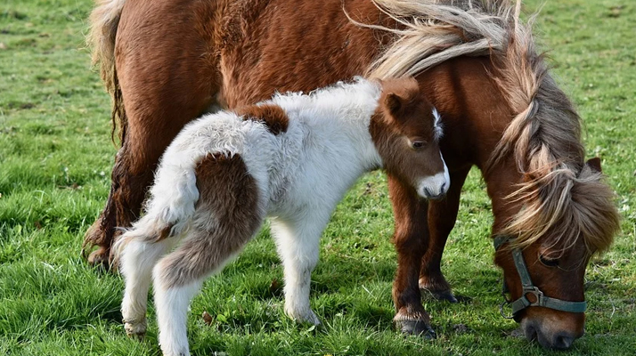Chevaux mutilés : Une ponette abattue dans le Tarn