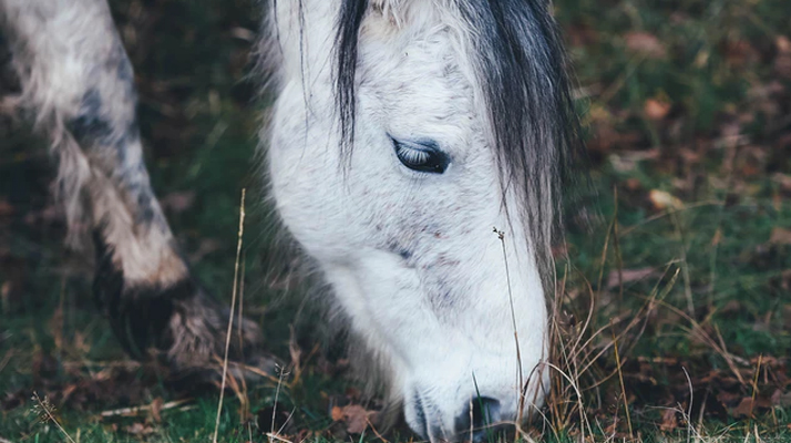 Chevaux mutilés : Un nouveau cas en Seine Maritime avec le décès d&rsquo;un poney retrouvé émasculé