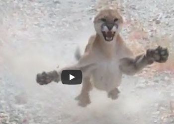 La peur de sa vie. Un randonneur attaqué pendant 6 minutes par un puma dans l&rsquo;Utah