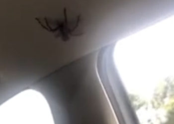 Australie. Les images glaçantes d&rsquo;une grosse araignée qui se balade dans une voiture