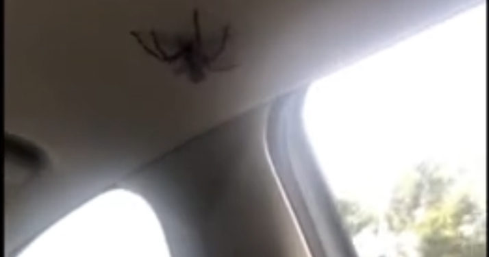 Australie. Les images glaçantes d&rsquo;une grosse araignée qui se balade dans une voiture