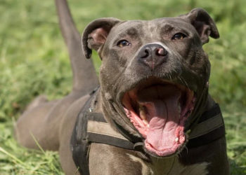 Décès d&rsquo;Elisa Pilarski : Curtis responsable de la mort de la jeune femme selon les ADN