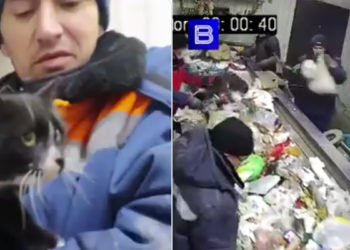 Russie. Enfermé dans un sac en plastique, le chat est sauvé par le trieur d&rsquo;une déchetterie