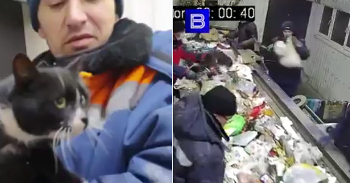 Russie. Enfermé dans un sac en plastique, le chat est sauvé par le trieur d&rsquo;une déchetterie