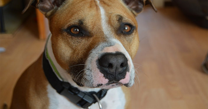 Marseille. Un enfant de 7 ans qui fêtait son anniversaire grièvement blessé par un chien
