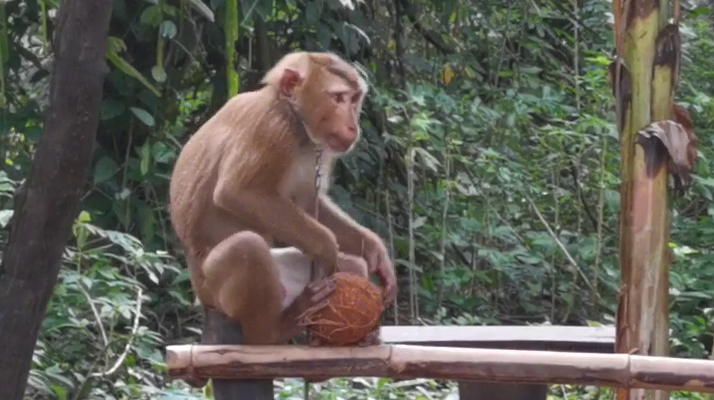 PETA Asie alerte sur la dissimulation du travail des singes dans l&rsquo;industrie thaïlandaise de la noix de coco