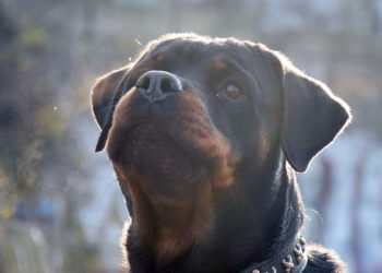 Tarn. L&rsquo;adjointe au maire de Sénouillac retrouvée morte à son domicile aux côtés de ses deux Rottweillers