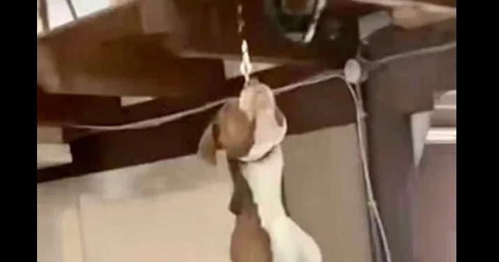 Bondy. Une jeune chienne staff découverte pendue au bout d’une laisse dans un local
