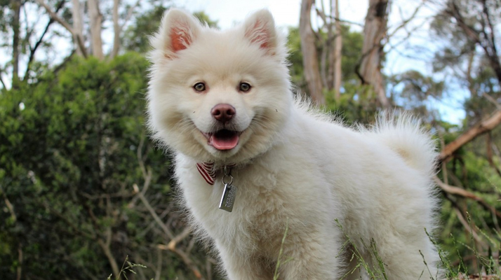 Charente-Maritime. Un bébé Husky traîné à sang, en trottinette électrique par son maître