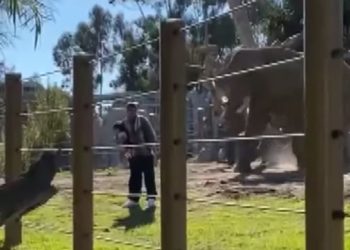 Californie. Le père et sa fille se font charger par un éléphant après être entrés dans l&rsquo;enclos des pachydermes