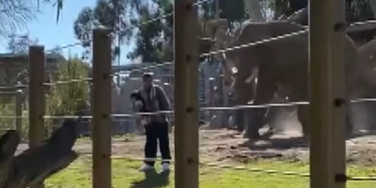 Californie. Le père et sa fille se font charger par un éléphant après être entrés dans l&rsquo;enclos des pachydermes
