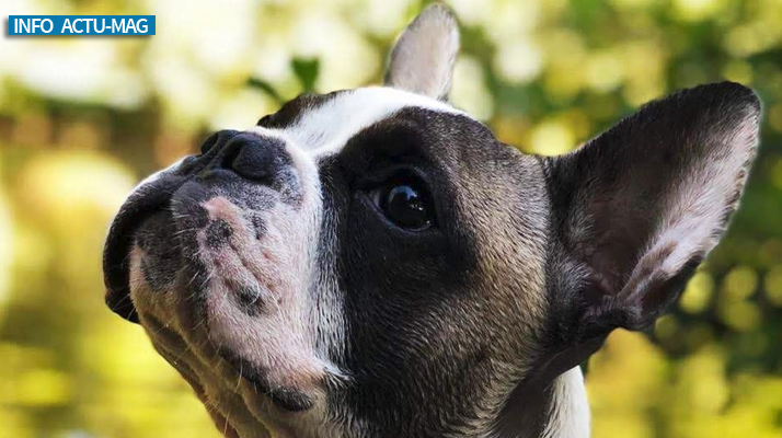 Essonne. Blessée à la main par un staff qui s’en est pris à son chien au cours d’une promenade à Villiers-sur-Orge