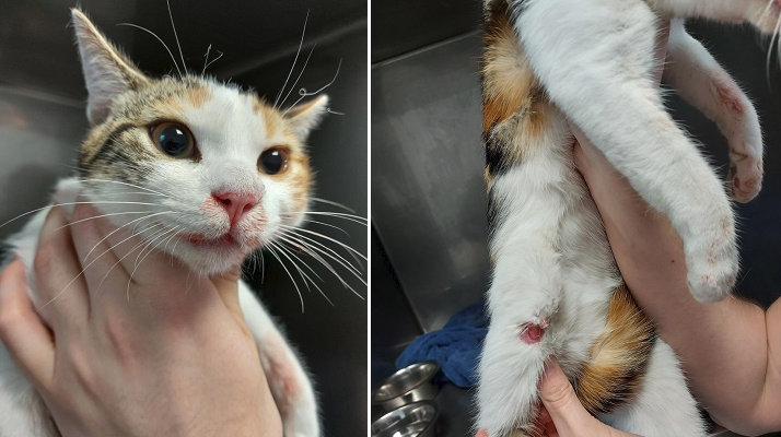 Loire-Atlantique. Interné pour avoir frappé le chaton de sa sœur à coups de marteau