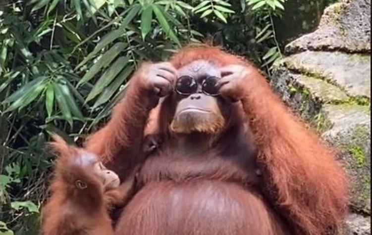 Indonésie. La vidéo d&rsquo;une femme laissant tomber ses lunettes de soleil dans l&rsquo;enclos d&rsquo;un orang-outan devient virale sur TikTok