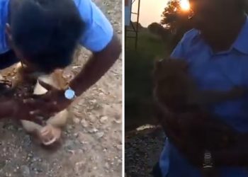 Inde. Un chauffeur de taxi sauve la vie d&rsquo;un singe victime d&rsquo;un malaise cardiaque