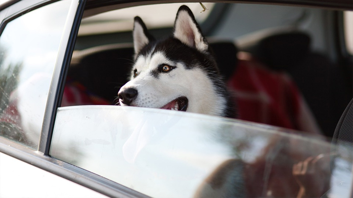 Vendée. La gendarmerie lance un appel à témoins après la mort d&rsquo;un chien jeté depuis une voiture en marche