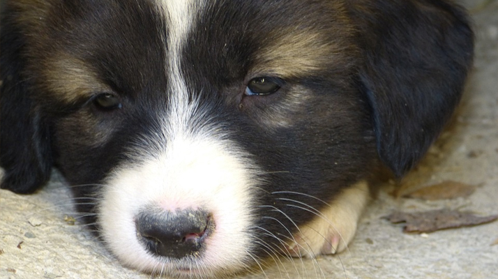Vaucluse. Armé d&rsquo;une pioche, il frappe son chiot de 11 mois, lui enfonçant la boîte crânienne