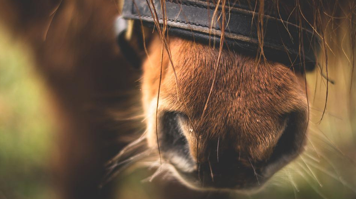 Ille-et-Vilaine. Plusieurs enfants blessés dont trois en urgence absolue à Saint-M&rsquo;Hervé à la suite d&rsquo;une bousculade de poneys dans un centre équestre