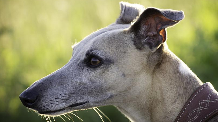 Variole du singe : un chien contaminé par le virus, une première en France et dans le monde !