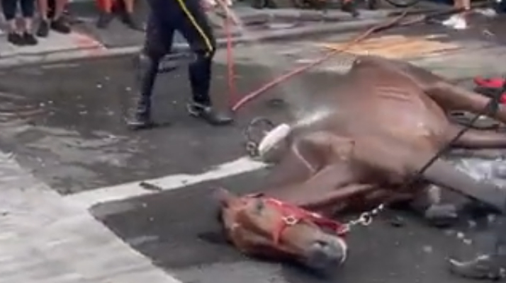 New York : victime d&rsquo;un malaise, un cheval de calèche s&rsquo;effondre en pleine rue