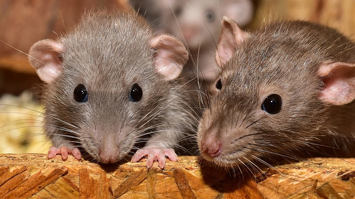 Un enfant de 4 ans grièvement blessé après avoir été attaqué par une horde de rats pendant qu&rsquo;il dormait