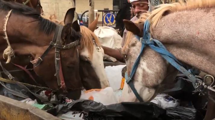 Tourisme en Égypte. Des chevaux torturés, blessés aux jambes qui se nourrissent d&rsquo;ordures : les nouvelles images terribles de PETA