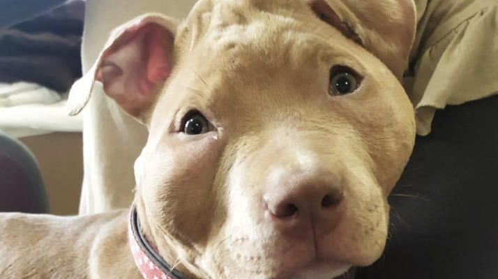 Un chiot de 4 mois sauvé des sévices d&rsquo;un couple d&rsquo;influenceurs