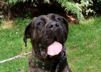 Eure-et-Loir. Un couple jugé pour le viol de leur chienne âgée de 3 ans