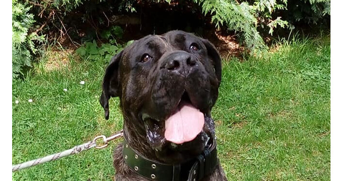 Eure-et-Loir. Un couple jugé pour le viol de leur chienne âgée de 3 ans