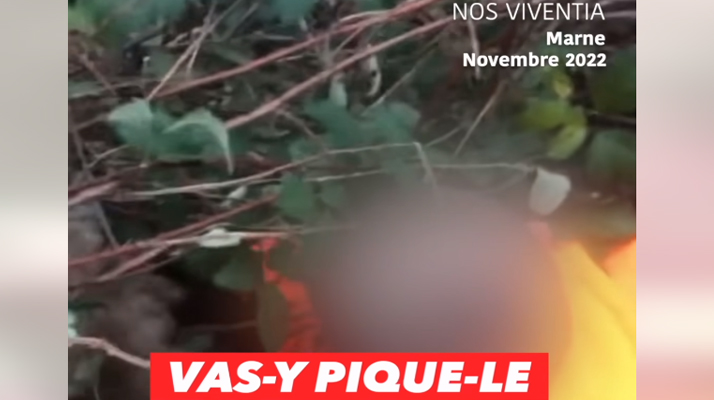 (Vidéo) Un enfant encouragé par son père à achever un sanglier lors d&rsquo;une partie de chasse : les images diffusées sur les réseaux sociaux font polémiques