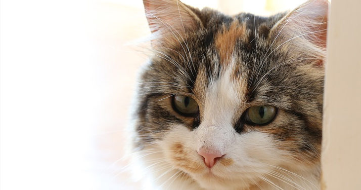 chat